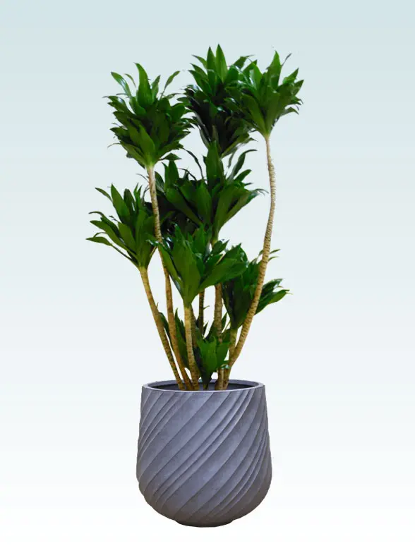 ドラセナコンパクター Mサイズ スパイラル型、グラスファイバー製鉢カバー付