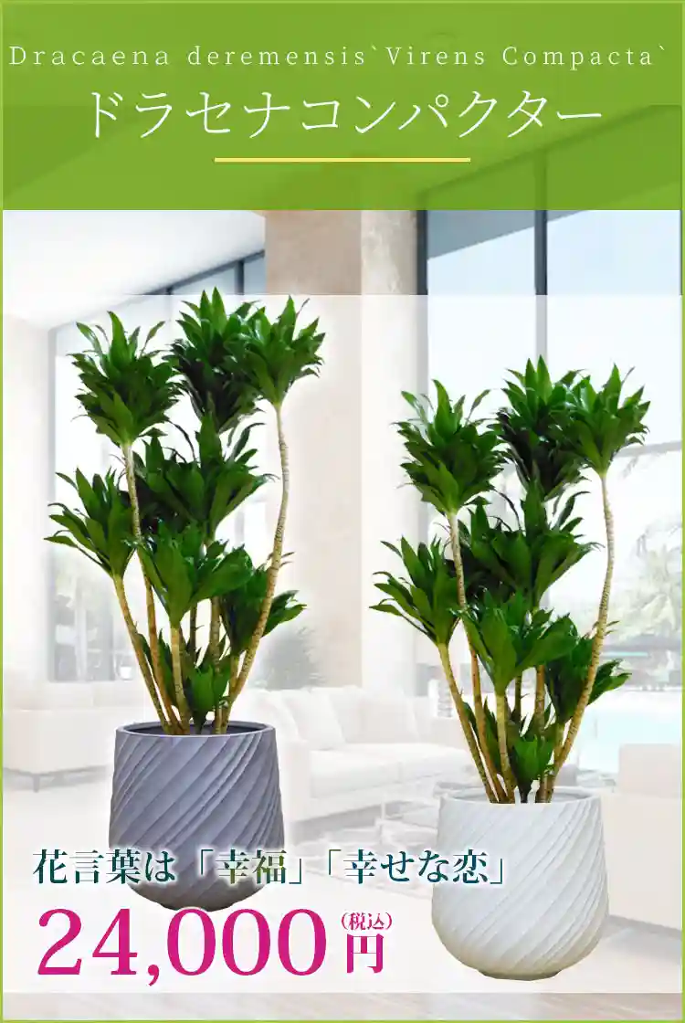 ドラセナコンパクター 観葉植物 24,000円(税込)