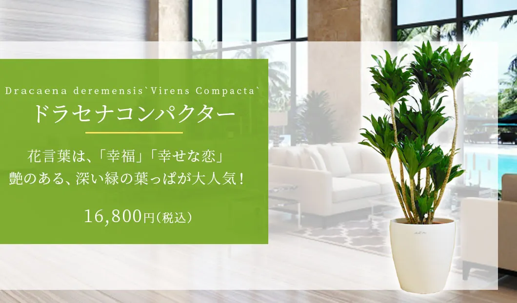 ドラセナコンパクター 観葉植物 15,800円(税込)