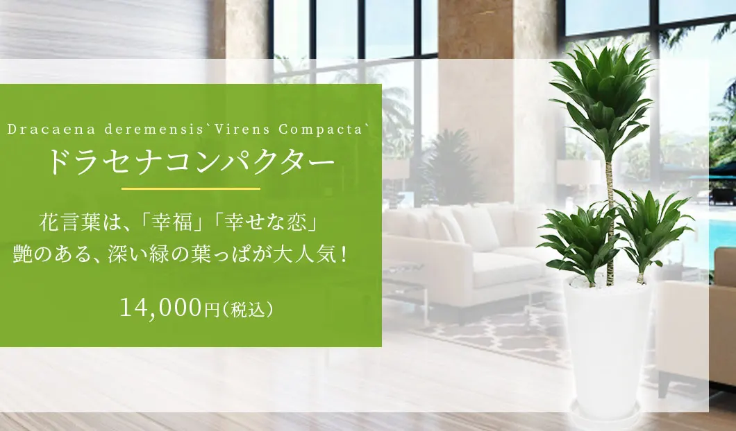 ドラセナコンパクター 観葉植物 14,000円(税込)