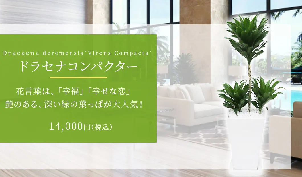ドラセナコンパクター 観葉植物 14,000円(税込)