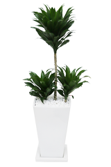 ドラセナコンパクター全体画像