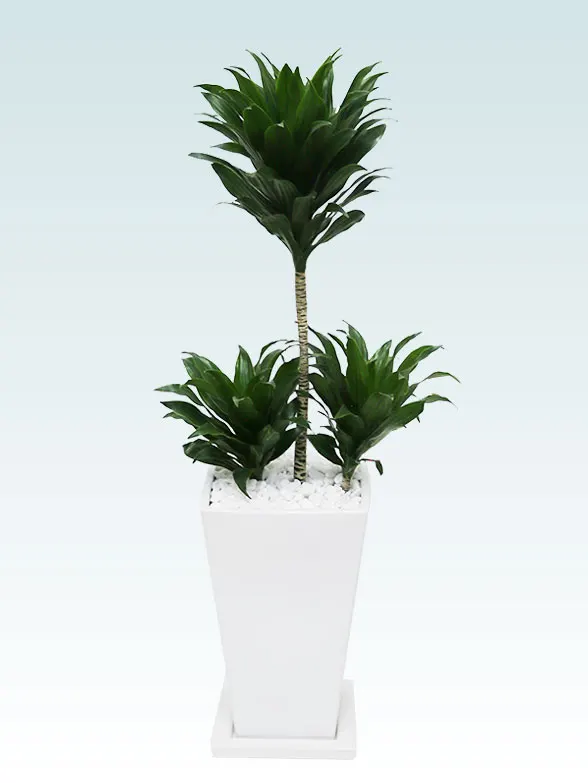 ドラセナコンパクター拡大斜め上から画像