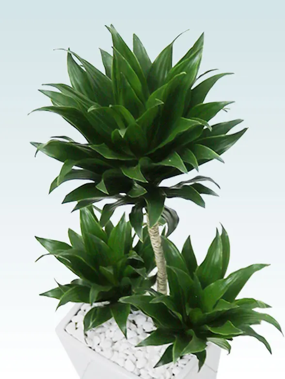 ドラセナコンパクター斜め上から全体画像