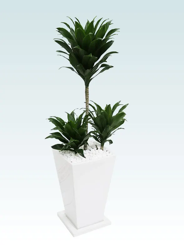 ドラセナコンパクター葉っぱ枝も入った画像