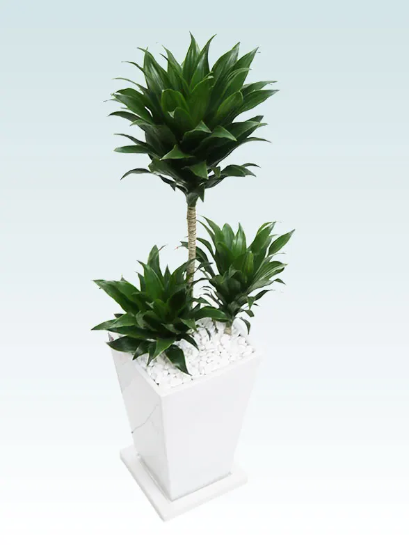 ドラセナコンパクター拡大横から画像