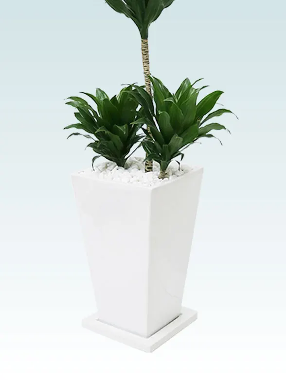 ドラセナコンパクター籐製の鉢カバーイメージ画像