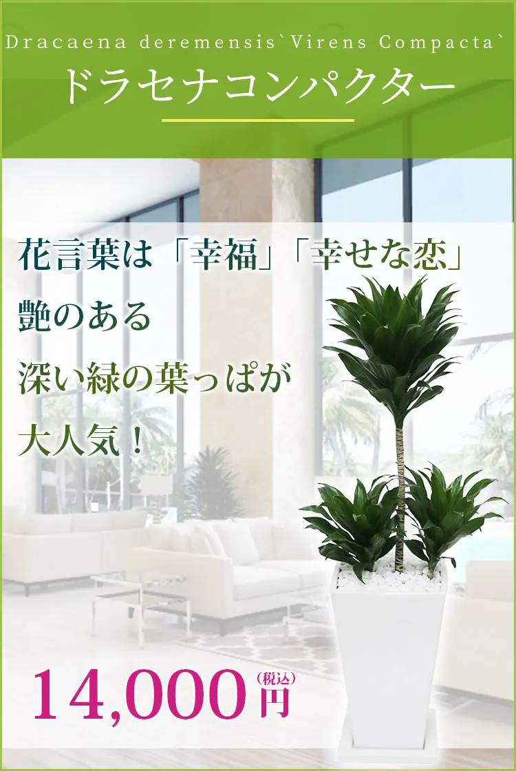 ドラセナコンパクター 観葉植物 14,000円(税込)
