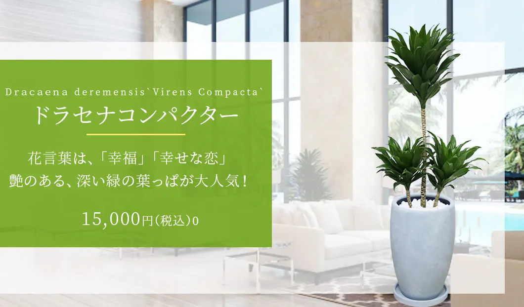 ドラセナコンパクター 観葉植物 15,000円(税込)