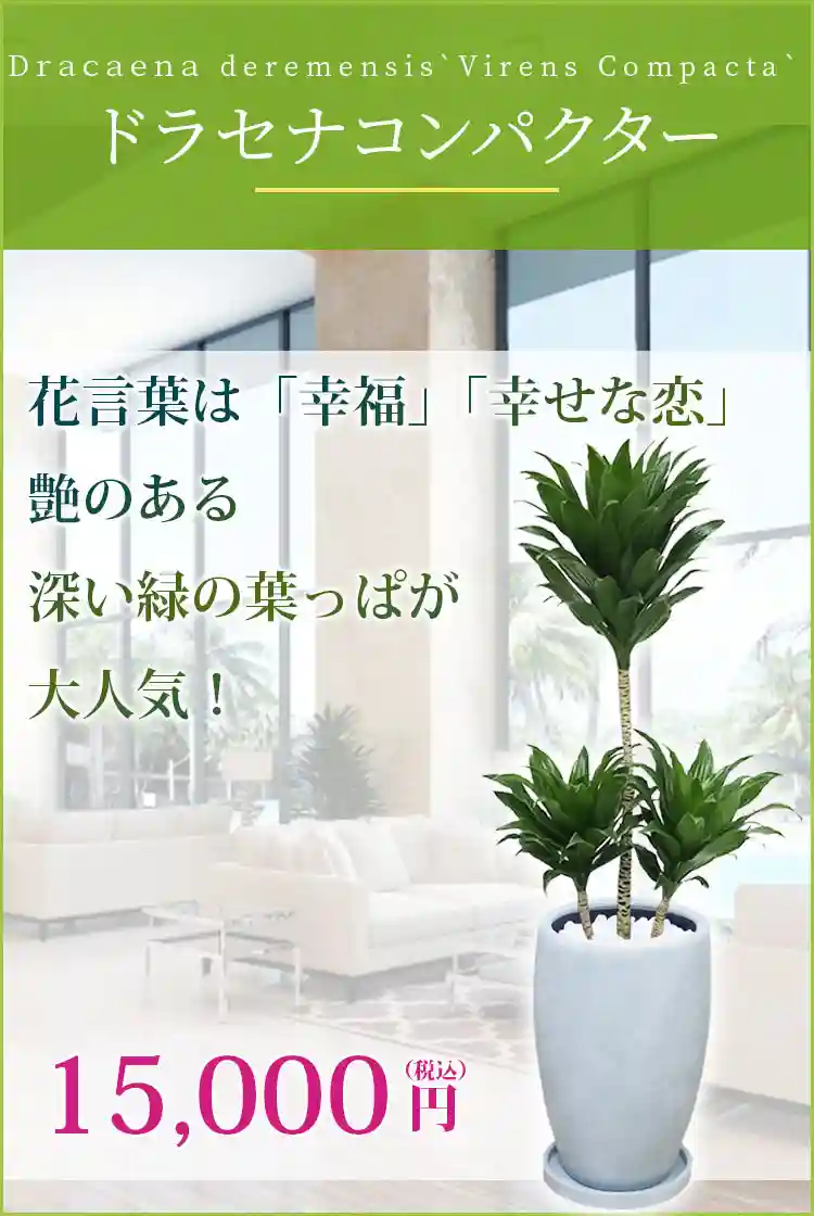 ドラセナコンパクター 観葉植物 15,000円(税込)