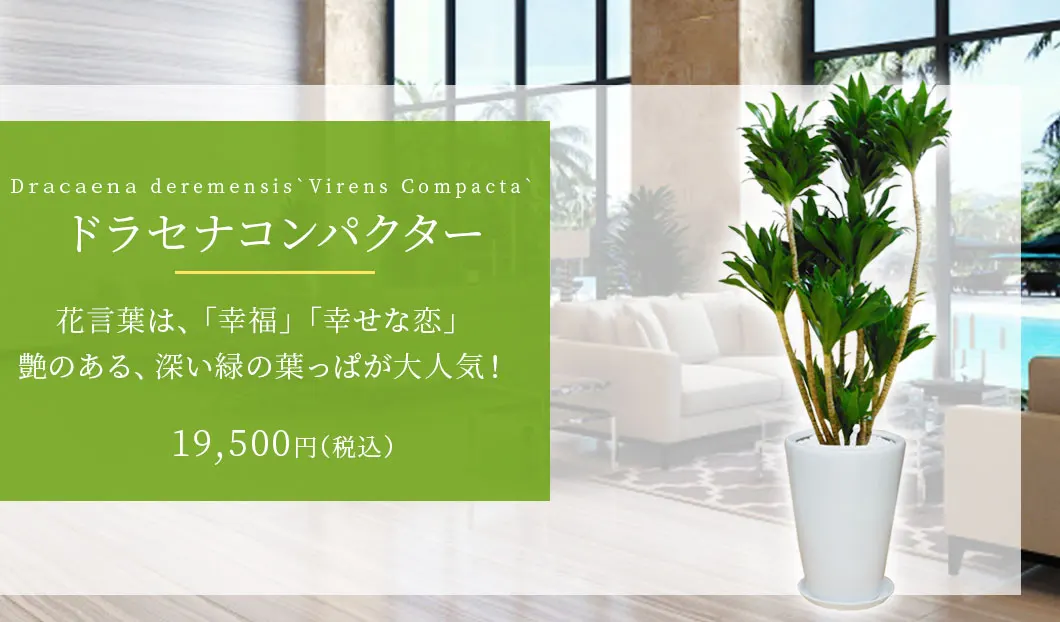 ドラセナコンパクター 観葉植物 18,500円(税込)