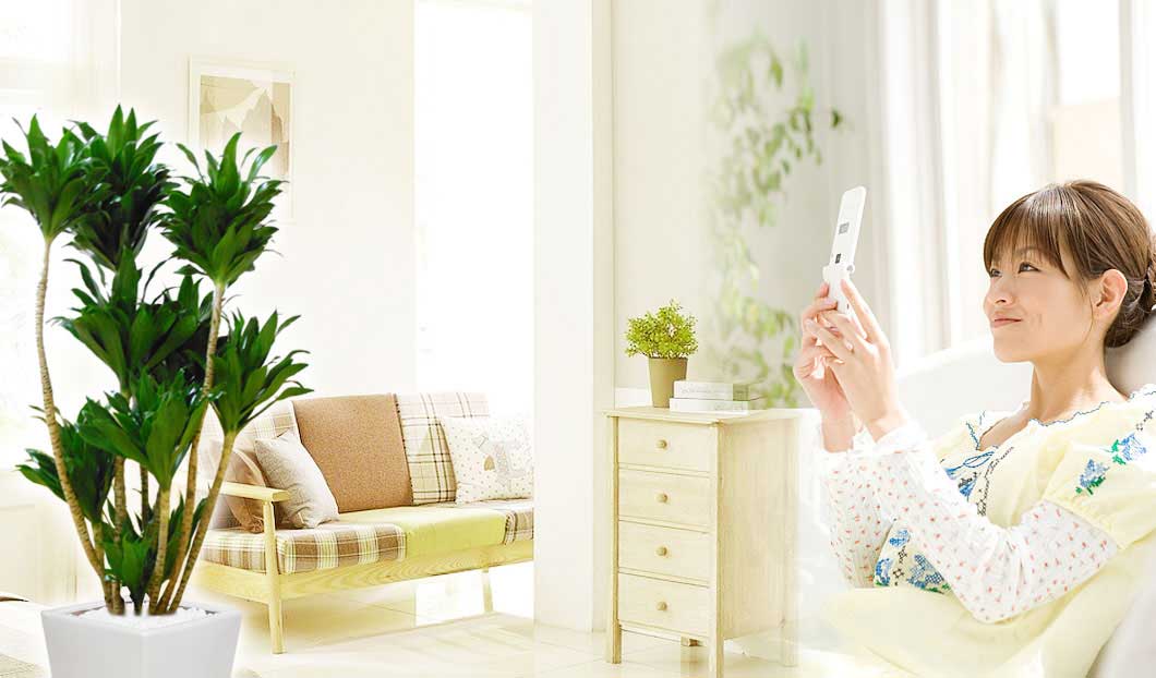 ドラセナコンパクター 陶器鉢植込み スクエアタイプ白色 スタイリッシュ 観葉植物の販売 通販の観葉植物のオアシス