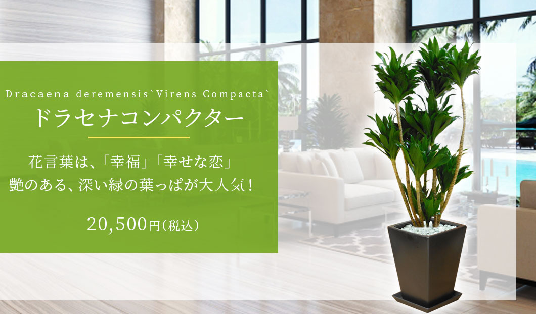 ドラセナコンパクター 観葉植物 18,800円(税込)