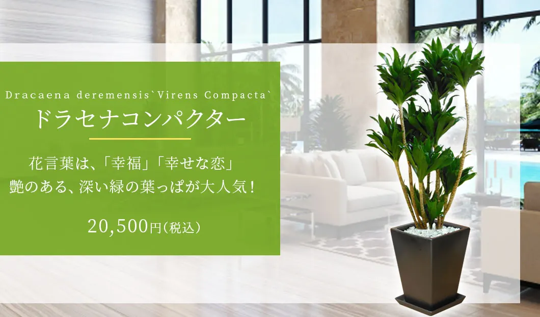ドラセナコンパクター 観葉植物 19,500円(税込)