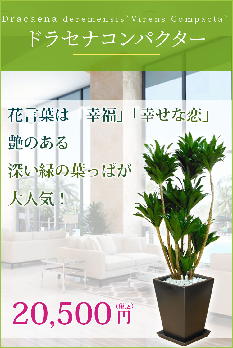 ドラセナコンパクター 観葉植物 18,800円(税込)
