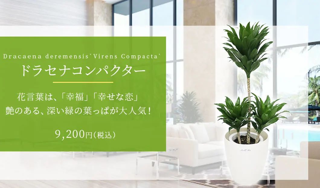 ドラセナコンパクター 観葉植物 9,400円(税込)