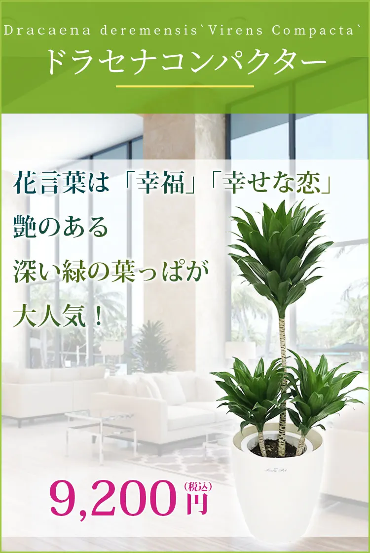 ドラセナコンパクター 観葉植物 9,400円(税込)