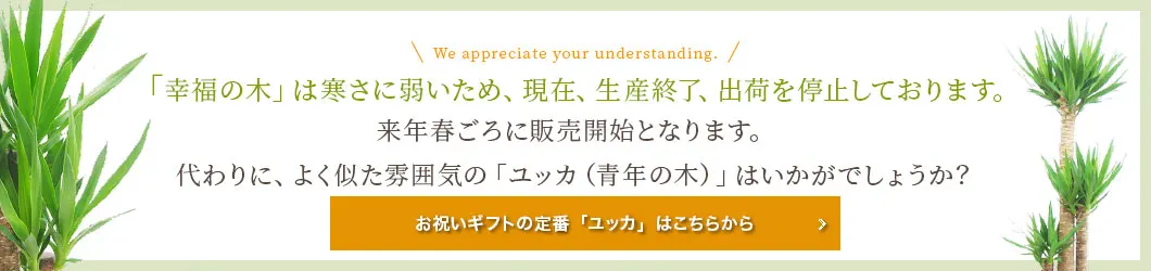「幸福の木」は寒さに弱いため、現在出荷を停止しております。よく似た雰囲気の「ユッカ（青年の木）」はいかがでしょうか？