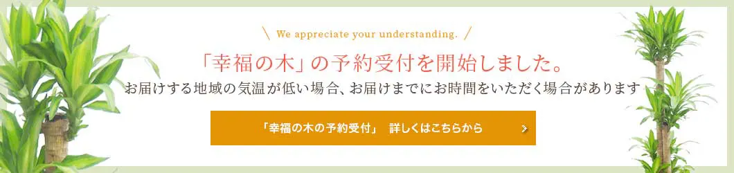 「幸福の木」の予約受付を開始しました。お届けする地域の気温の状況により順次出荷しております。