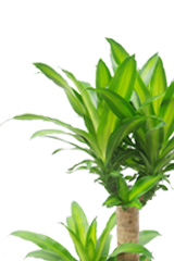 幸福の木 ラスターポット付 Lサイズ 観葉植物の販売 通販の観葉植物のオアシス 幸福の木 ラスターポット付 Lサイズ 観葉植物の販売 通販の観葉植物のオアシス