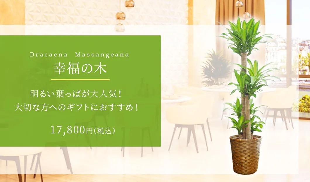 幸福の木 観葉植物 17,400円(税込)