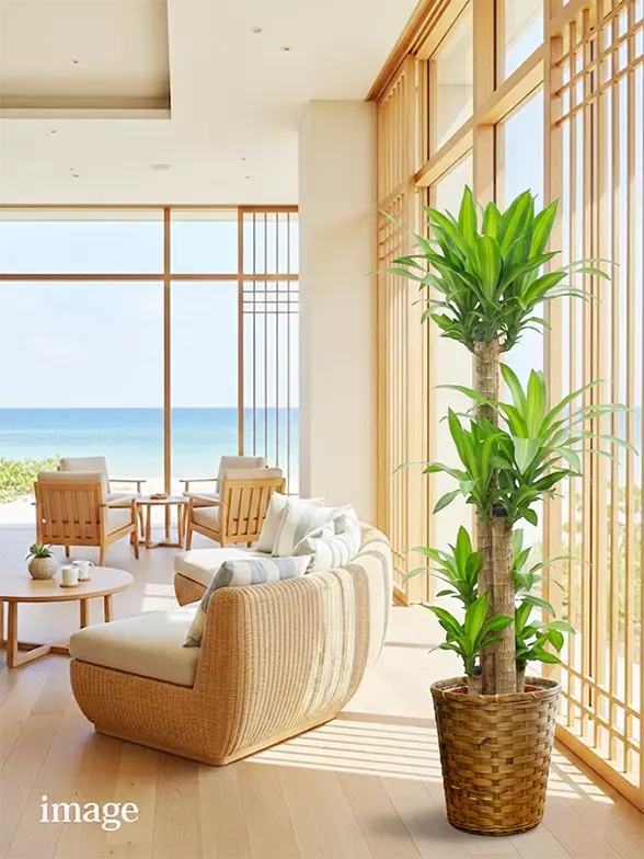 幸福の木葉っぱ枝も入った画像