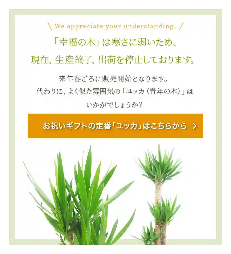 「幸福の木」は寒さに弱いため、現在出荷を停止しております。よく似た雰囲気の「ユッカ（青年の木）」はいかがでしょうか？