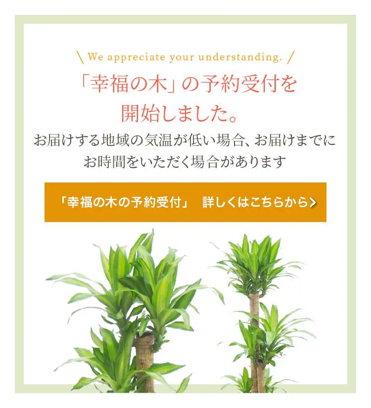 「幸福の木」の予約受付を開始しました。お届けする地域の気温の状況により順次出荷しております。