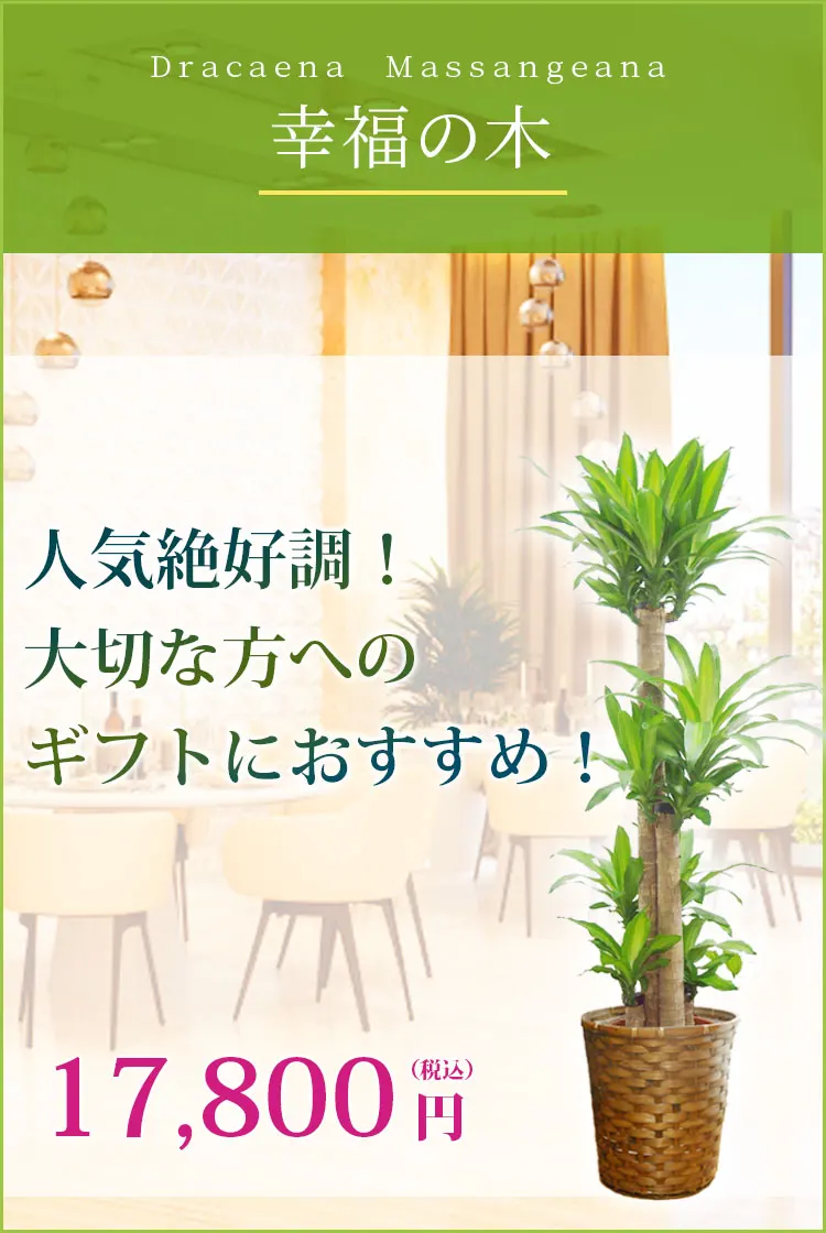 幸福の木 観葉植物 17,400円(税込)