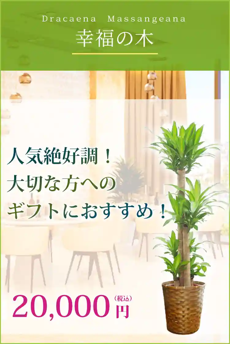 幸福の木 観葉植物 20,000円(税込)
