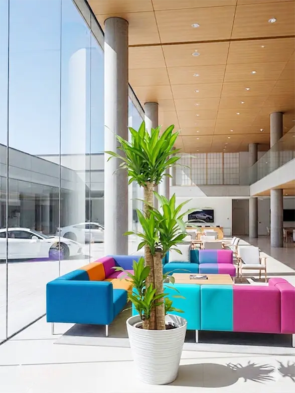 幸福の木葉っぱ枝も入った画像