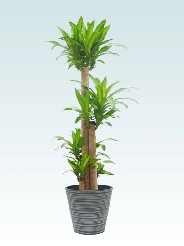 ロリダ 観葉植物 大きい株