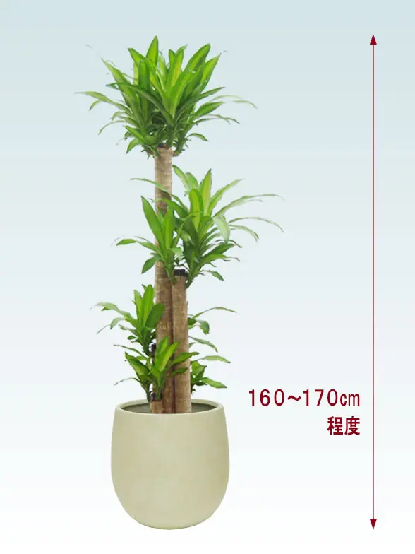 幸福の木拡大横から画像