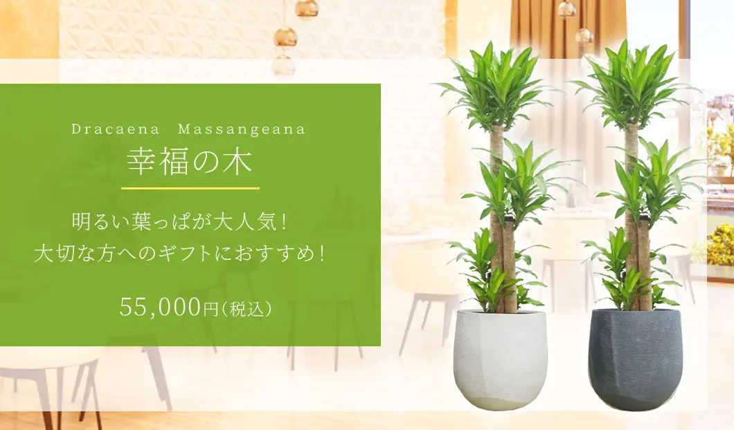 幸福の木 観葉植物 55,000円(税込)
