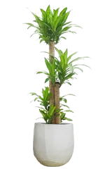 幸福の木全体画像