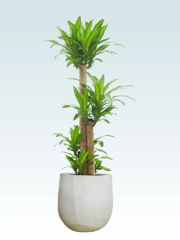 幸福の木拡大横から画像