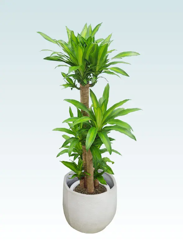 幸福の木葉っぱ拡大画像