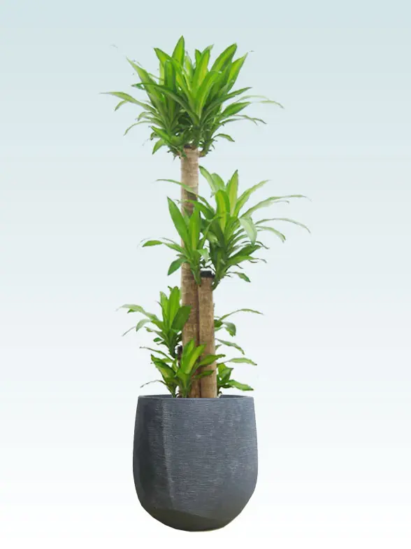 パキラ葉っぱ枝も入った画像