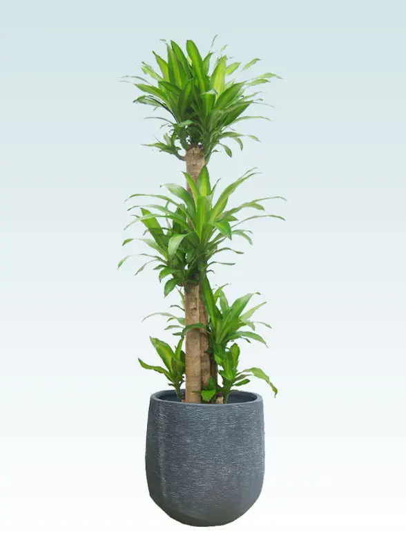 ウンベラータ葉っぱ枝も入った画像