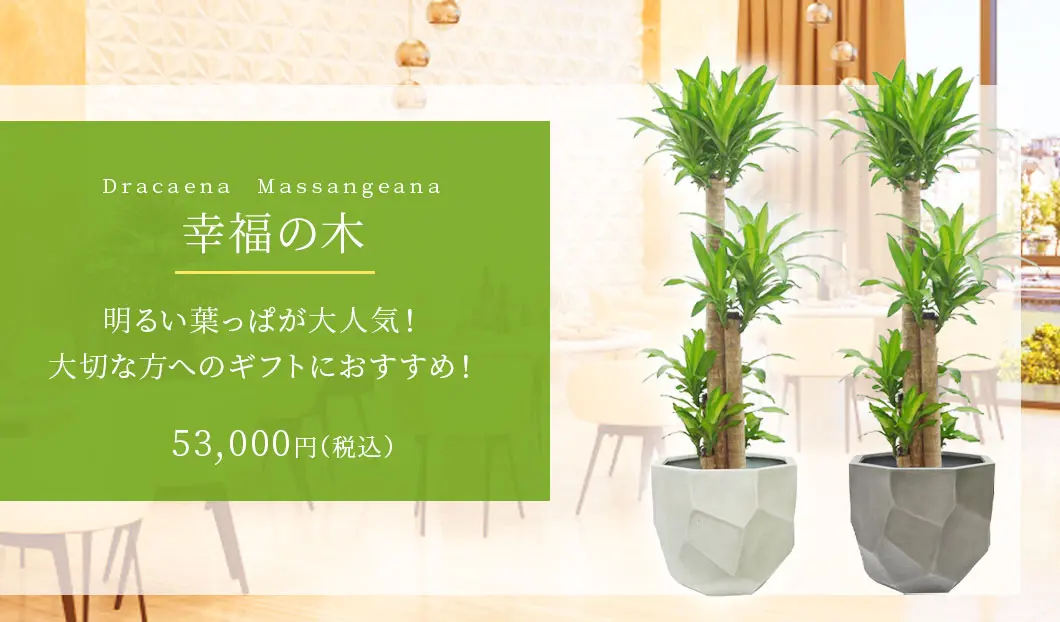 幸福の木 観葉植物 53,000円(税込)