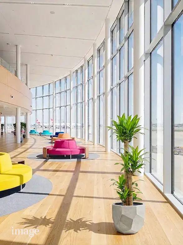 ウンベラータ葉っぱ枝も入った画像