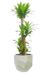 幸福の木全体画像