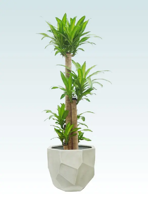 幸福の木拡大横から画像