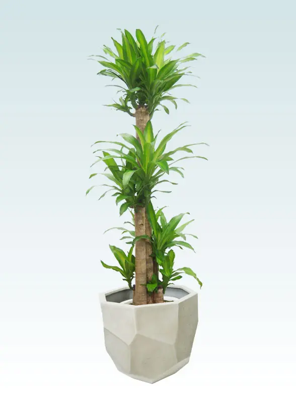 ウンベラータ葉っぱ拡大画像