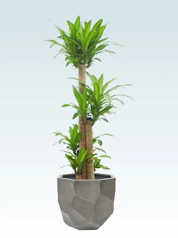 パキラ葉っぱ枝も入った画像