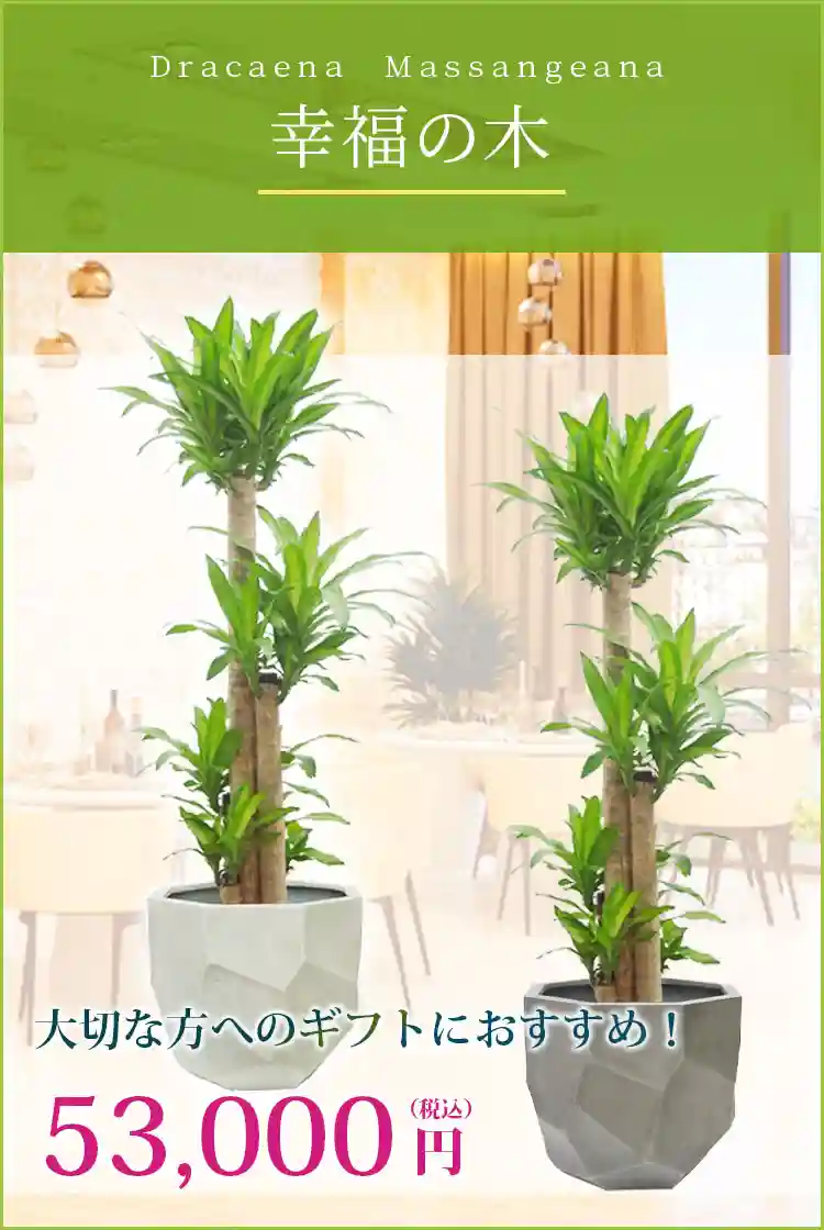 幸福の木 観葉植物 53,000円(税込)