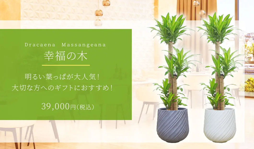幸福の木 観葉植物 39,000円(税込)