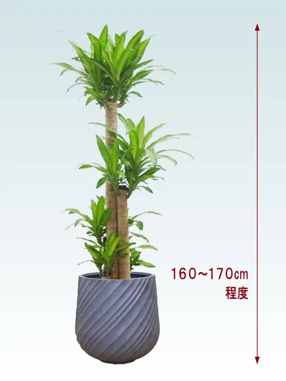 幸福の木拡大横から画像