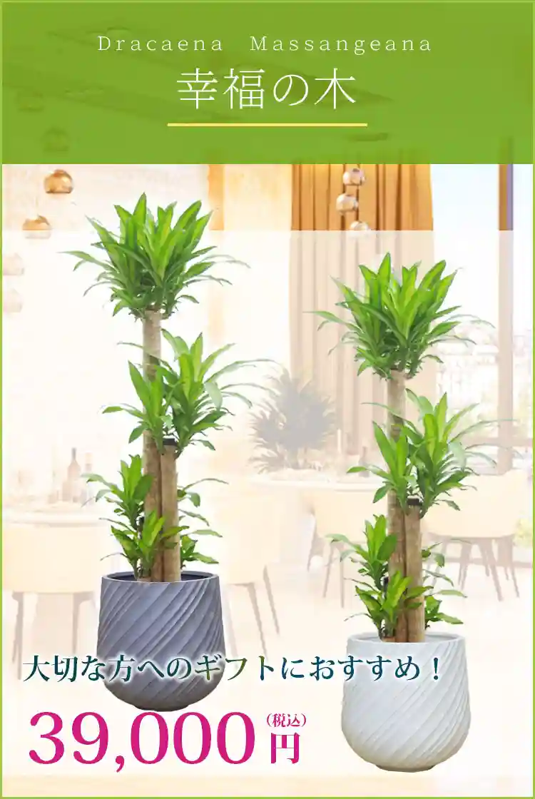 幸福の木 観葉植物 39,000円(税込)