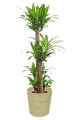 幸福の木 かご付 コーンホワイト色 Lサイズ 観葉植物の販売 通販の観葉植物のオアシス 幸福の木 かご付 コーンホワイト色 Lサイズ 観葉植物の販売 通販の観葉植物のオアシス